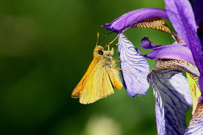 iris e farfalle bis